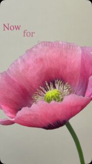My worked is steeped in observation of flora and fauna, many of my designs are based on plants used in medicine, the beloved poppy being one we all recognise.
So pleased to be part of this exhibition of botanical watercolours at Rodmell Village Hall
@artwavefestival
#botanicalwatercolor